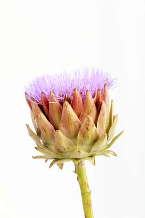 Single artichoke flower on white background, greeting card concept, selective focusの写真素材