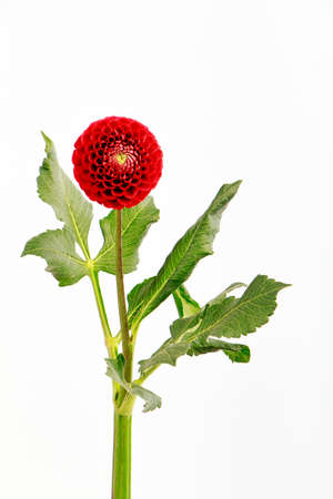 Red fresh fragile dahlia flower isolated on white background, greeting cardの写真素材