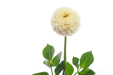 White fresh fragile dahlia flower isolated on white background, greeting cardの写真素材