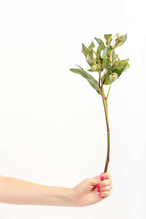 Female hand holds single branch of green hellebore flower isolate on white backdrop, greeting card, selective focusの写真素材