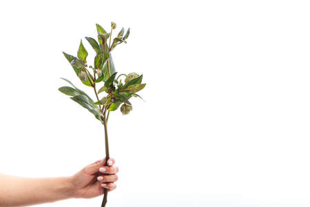 Female hand holds single branch of green hellebore flower isolate on white backdrop, greeting card, selective focusの写真素材