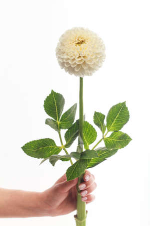 Single white dahlia flower in femal hand isolated on white backdrop, greeting cardの写真素材