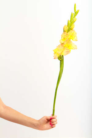 Female hand holds single yellow gladiolus flower on white backdrop, congratulatory concept, selective focusの写真素材