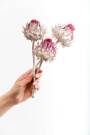 Three dry artichoke flowers in female hand on white background, greeting card concept, selective focusの写真素材