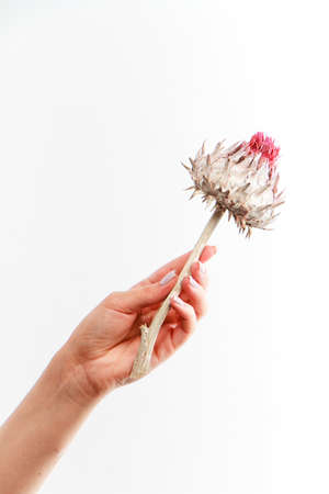 Single dry artichoke flower in female hand on white backdrop, greeting card concept, selective focusの写真素材