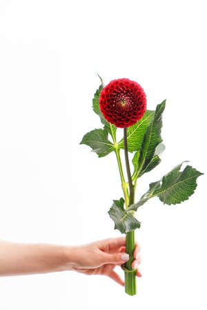 Female hand holds single red dahlia flower isolated on white background, greeting cardの写真素材