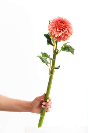 Female hand holds single pink dahlia flower isolated on white background, greeting cardの写真素材