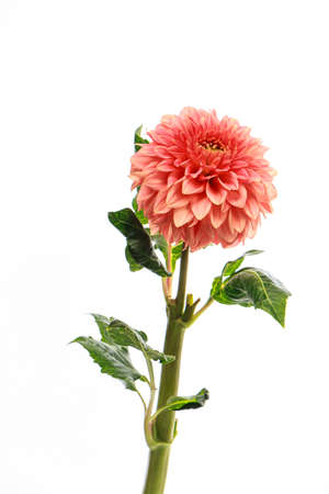 Pink fragile dahlia flower isolated on white background, greeting cardの写真素材