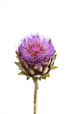 Single artichoke flower on white backdrop, greeting card concept, selective focusの写真素材