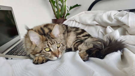 Portrait of maine coon cat lies on bed and works on laptop, selective focus, copyspaceの写真素材