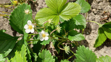 Strawberry bush with white flower and unripe berries, farming concept, selective focusの写真素材