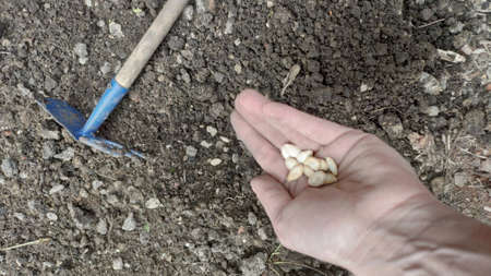 Female hand planting pumpkin seeds in vegetable garden, agriculture conceptの写真素材