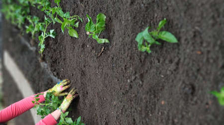 Female hands in gloves plant green tomato seedlings in open soil in vegetable garden, green farm concept, selective focusの写真素材