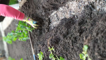 Female hands in gloves plant green tomato seedlings in open soil in vegetable garden, green farm concept, selective focusの写真素材