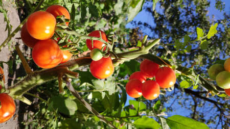 Fresh bunch of ripe red natural tomatoes on branch in organic vegetable garden, selective focus, copy spaceの写真素材