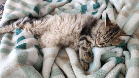 Cute tabby cat sleeping on bed covered with faux fur blanket, comfortable moment, mobile photoの写真素材