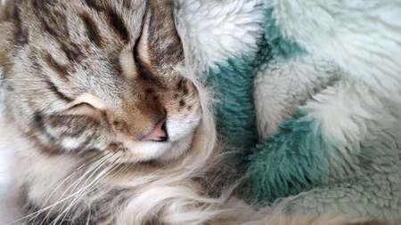 Cute tabby cat sleeping on bed covered with faux fur blanket, comfortable moment, mobile photoの写真素材