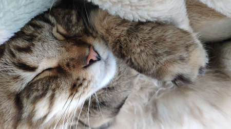 Cute tabby cat sleeping on bed covered with faux fur blanket, comfortable moment, mobile photoの写真素材