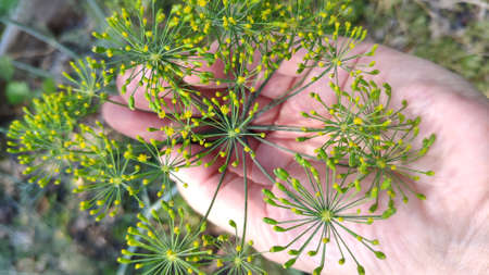 Top view green dill herbs with umbrella shaped seeds in female hand, selective focusの写真素材