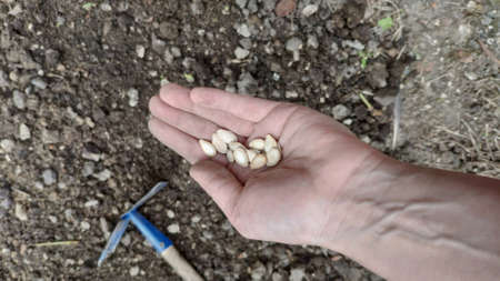 Female hand planting pumpkin seeds in vegetable garden, agriculture conceptの写真素材