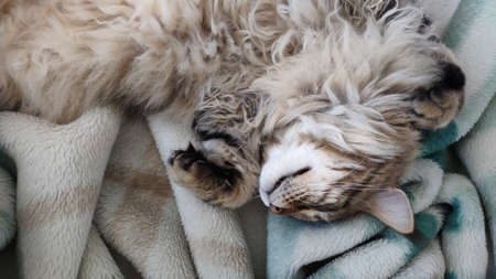 Cute tabby cat sleeping on bed covered with faux fur blanket, comfortable moment, mobile photoの写真素材