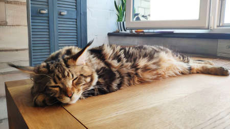 Closeup portrait of big sleepy Maine Coon cat lying on wood table in minimalistic interior kitchen, selective focusの写真素材