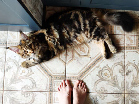 Maine coon cat lies on tiled floor next to female legs, top view, selective focusの写真素材