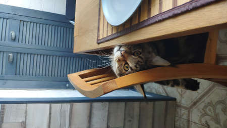 Portrait of funny playful Maine Coon cat peeks out from under table in minimalistic interior kitchen, selective focusの写真素材