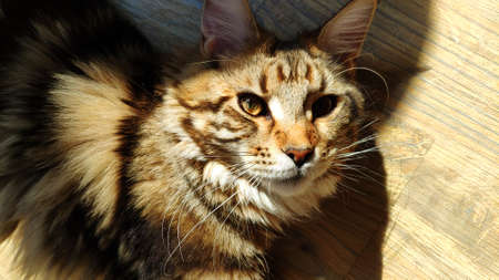 Closeup portrait of big sleepy Maine Coon cat lying on wood table in minimalistic interior kitchen, selective focusの写真素材