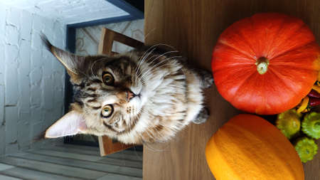 Maine coon cat sitting on kitchen table next to ripe orange pumpkins, halloween or thanksgiving conceptの写真素材