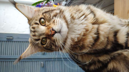 Closeup portrait of big Maine Coon cat lying on wood table in minimalistic interior kitchen, selective focusの写真素材