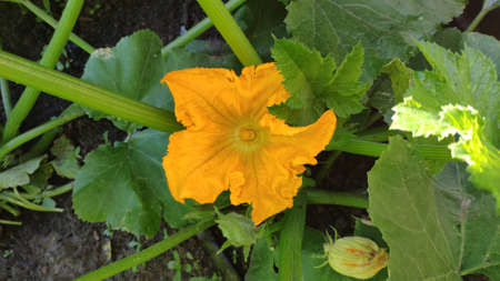 Gardening background with zucchini plant in open ground, top view, selective focusの写真素材