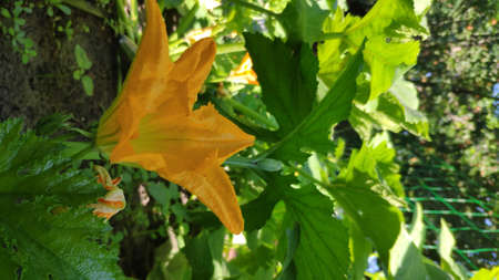 Gardening background with zucchini plant in open ground, top view, selective focusの写真素材