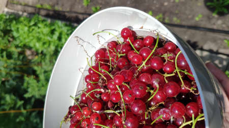 Full bucket of red currants over greenhouse backdrop, top view, selective focus, mobile photoの写真素材