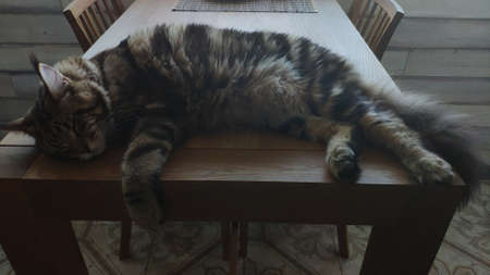 Closeup portrait of big sleepy Maine Coon cat lying on wood table in minimalistic interior kitchen, selective focusの写真素材