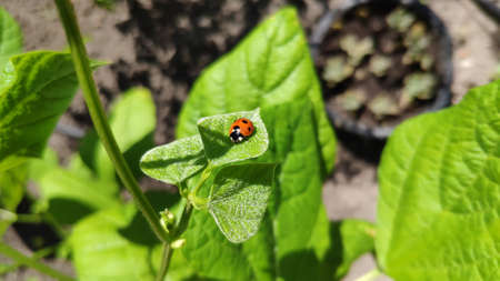 Close up of ladybug on green leaves in vegetable garden, selective focus, mobile photoの写真素材
