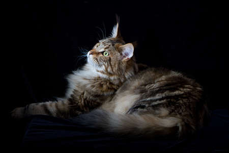 Maine coon cat on black backdrop, domestic cat portrait, selective focusの写真素材