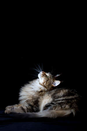 Maine coon cat on black backdrop, domestic cat portrait, selective focusの写真素材