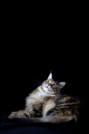 Maine coon cat on black backdrop, domestic cat portrait, selective focusの写真素材