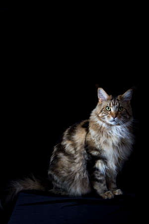 Maine coon cat on black backdrop, domestic cat portrait, selective focusの写真素材