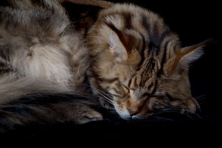 Maine coon cat on black backdrop, domestic cat portrait, selective focusの写真素材