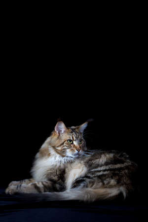 Maine coon cat on black background, domestic cat portrait, selective focusの写真素材