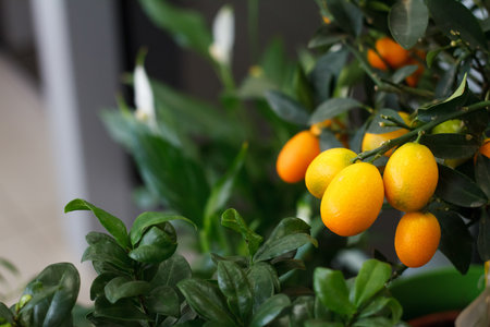 Close up small decorative tangerine tree with fruits, natural plant background.の写真素材