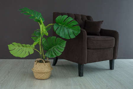 Soft brown velvet vintage armchair on wooden legs and green tropical plant in straw basket, stylish interior in dark colors, urban jungle, copy spaceの写真素材