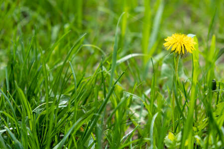 One blooming dandelion in grass, green field and yellow dandelion, selective focus
