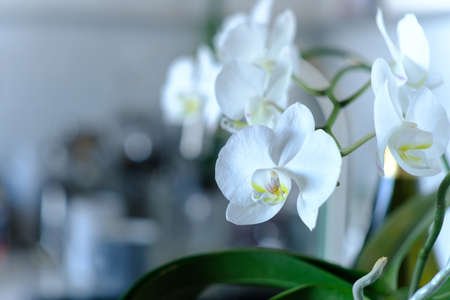 Close-up white orchid on kitchen table in morning sunlight with soft background, selective focusの写真素材