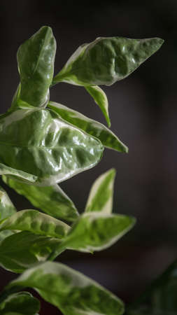 Home plant with white green leaves, pedilanthus tithymaloides, selective focusの写真素材