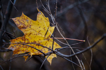 Capture the floating beauty of golden autumn with the last yellow maple leaf clinging to the...