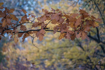 Experience the radiant beauty of golden autumn with this stunning display of yellow oak foliage. The...