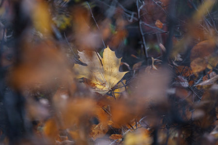 Experience the fleeting beauty of the season with the last yellow autumn leaf clinging to the...